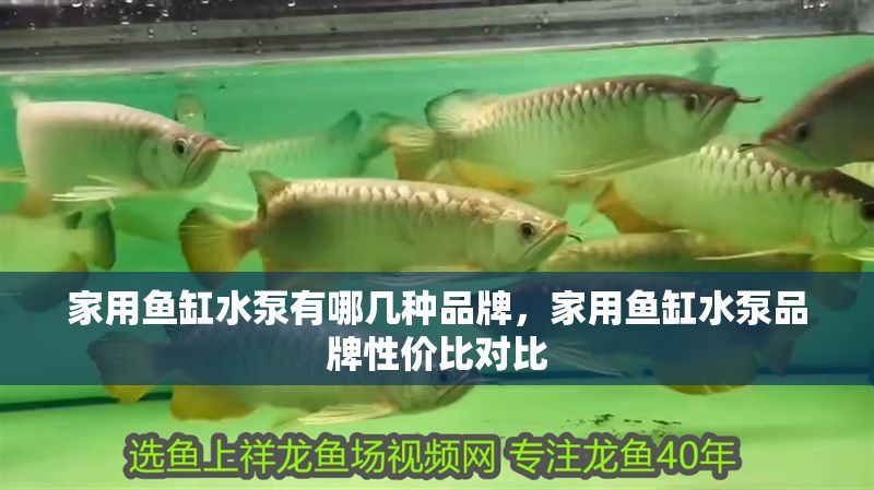 家用魚缸水泵有哪幾種品牌，家用魚缸水泵品牌性價比對比