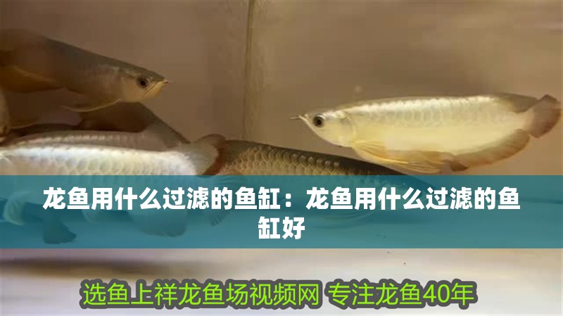 龍魚用什么過濾的魚缸：龍魚用什么過濾的魚缸好