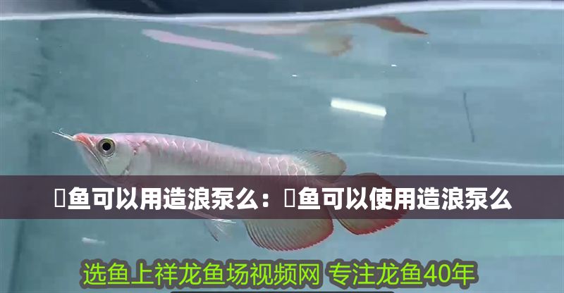 魟魚可以用造浪泵么：魟魚可以使用造浪泵么