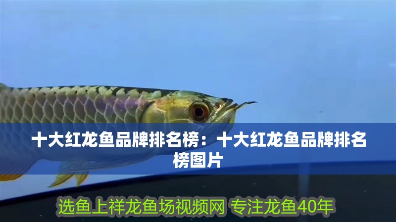 十大紅龍魚品牌排名榜：十大紅龍魚品牌排名榜圖片