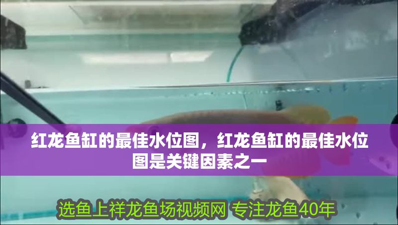 紅龍魚缸的最佳水位圖，紅龍魚缸的最佳水位圖是關鍵因素之一