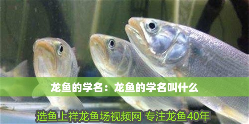 龍魚(yú)的學(xué)名：龍魚(yú)的學(xué)名叫什么
