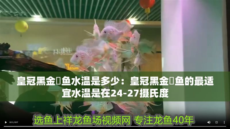 皇冠黑金魟魚水溫是多少：皇冠黑金魟魚的最適宜水溫是在24-27攝氏度