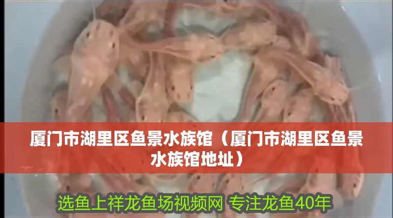 廈門市湖里區(qū)魚景水族館（廈門市湖里區(qū)魚景水族館地址）