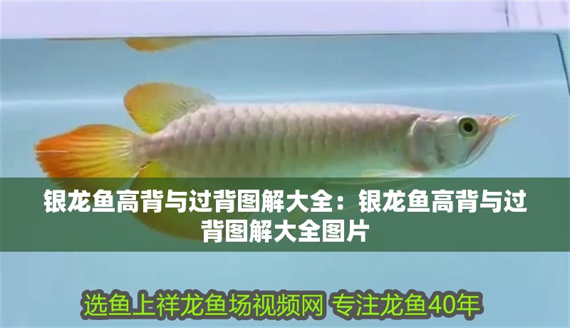 銀龍魚高背與過背圖解大全：銀龍魚高背與過背圖解大全圖片