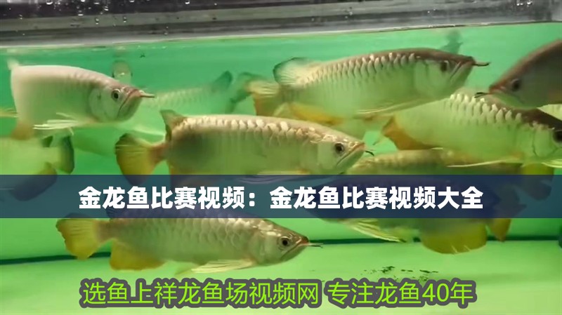 金龍魚比賽視頻：金龍魚比賽視頻大全
