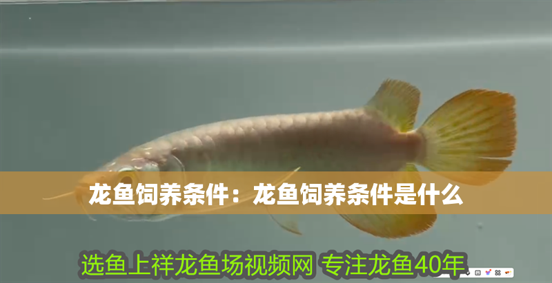 龍魚飼養條件：龍魚飼養條件是什么
