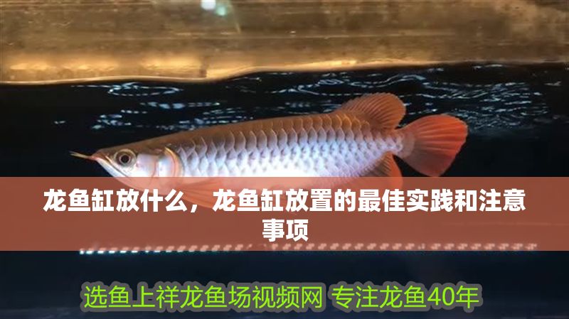 龍魚缸放什么，龍魚缸放置的最佳實踐和注意事項