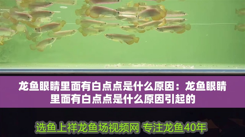龍魚眼睛里面有白點點是什么原因：龍魚眼睛里面有白點點是什么原因引起的