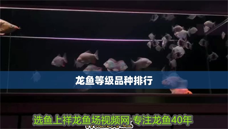龍魚等級品種排行