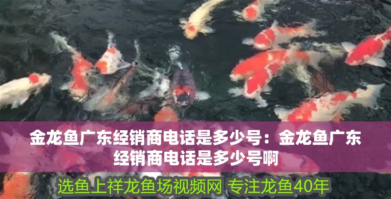 金龍魚廣東經銷商電話是多少號：金龍魚廣東經銷商電話是多少號啊