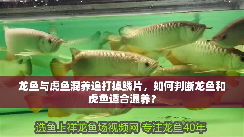 龍魚與虎魚混養追打掉鱗片，如何判斷龍魚和虎魚適合混養？