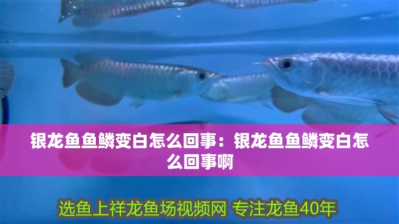 銀龍魚魚鱗變白怎么回事：銀龍魚魚鱗變白怎么回事啊