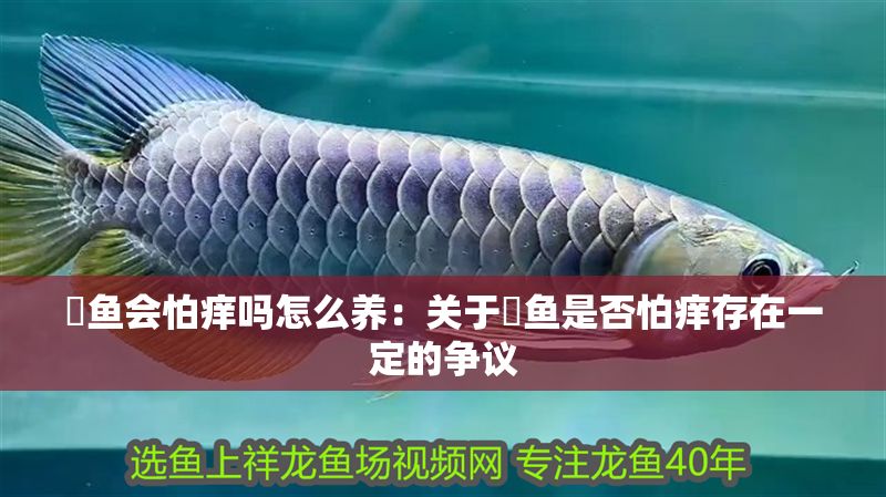魟魚會怕癢嗎怎么養：關于魟魚是否怕癢存在一定的爭議
