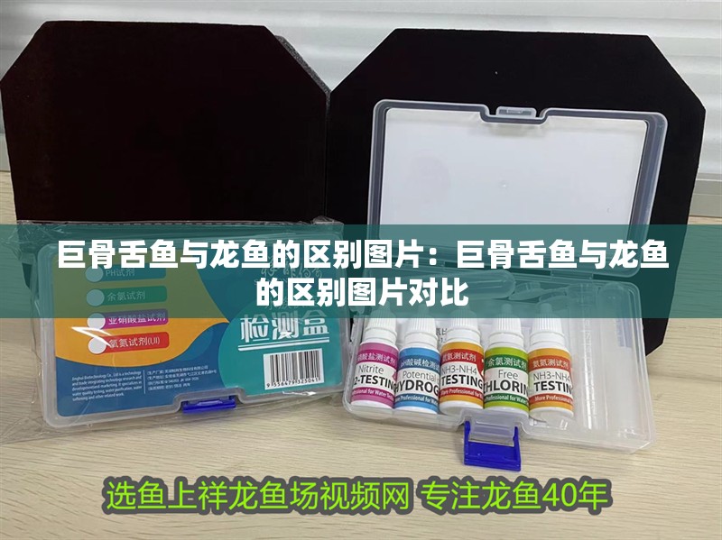 巨骨舌魚與龍魚的區別圖片：巨骨舌魚與龍魚的區別圖片對比