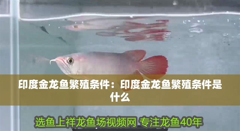 印度金龍魚繁殖條件：印度金龍魚繁殖條件是什么