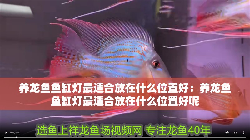 養(yǎng)龍魚魚缸燈最適合放在什么位置好：養(yǎng)龍魚魚缸燈最適合放在什么位置好呢