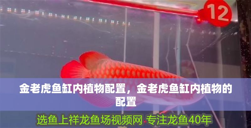 金老虎魚缸內植物配置，金老虎魚缸內植物的配置