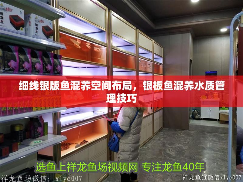 細線銀版魚混養(yǎng)空間布局，銀板魚混養(yǎng)水質(zhì)管理技巧