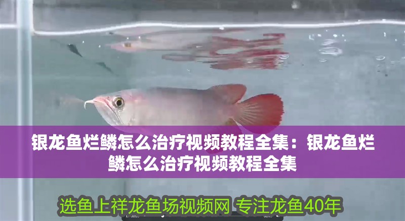 銀龍魚爛鱗怎么治療視頻教程全集：銀龍魚爛鱗怎么治療視頻教程全集