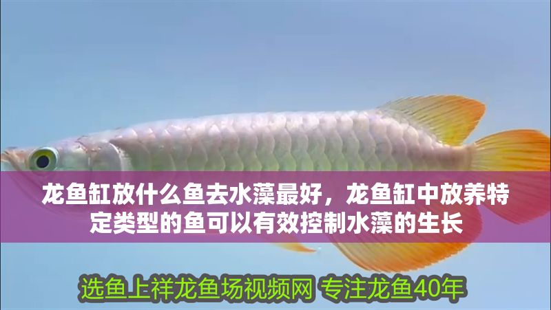 龍魚缸放什么魚去水藻最好，龍魚缸中放養(yǎng)特定類型的魚可以有效控制水藻的生長(zhǎng)