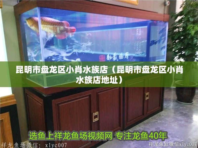 昆明市盤龍區(qū)小肖水族店（昆明市盤龍區(qū)小肖水族店地址）