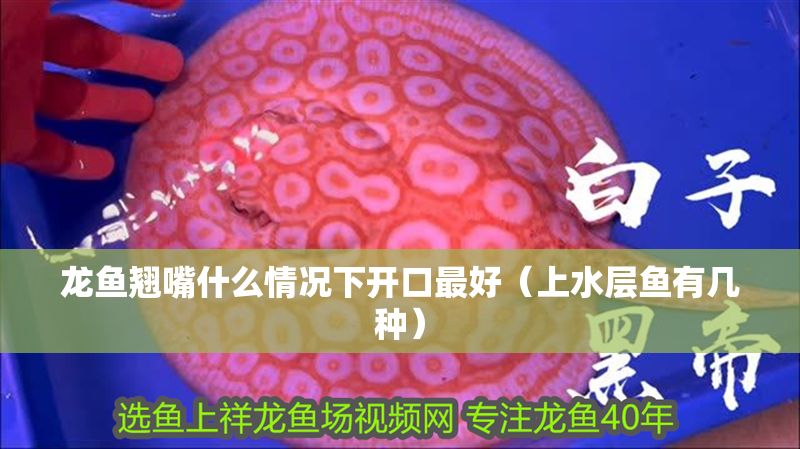 龍魚翹嘴什么情況下開口最好（上水層魚有幾種）