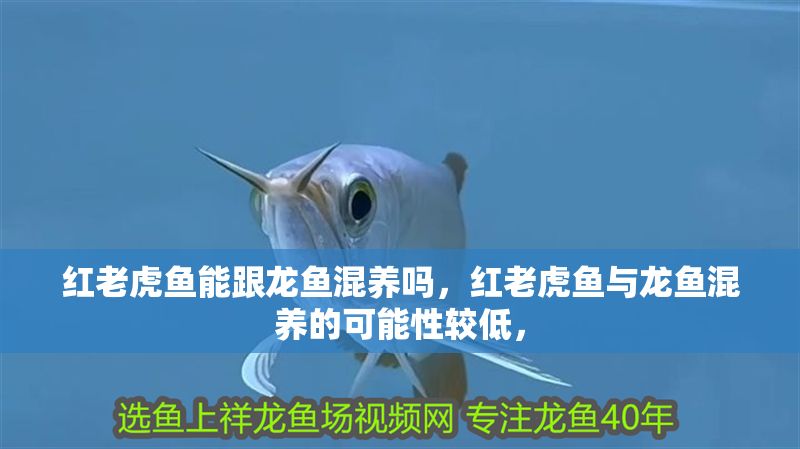 紅老虎魚能跟龍魚混養(yǎng)嗎，紅老虎魚與龍魚混養(yǎng)的可能性較低，
