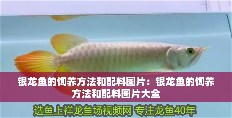 銀龍魚的飼養(yǎng)方法和配料圖片：銀龍魚的飼養(yǎng)方法和配料圖片大全