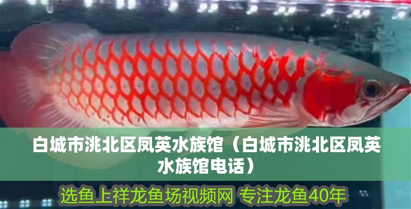 白城市洮北區(qū)鳳英水族館（白城市洮北區(qū)鳳英水族館電話）