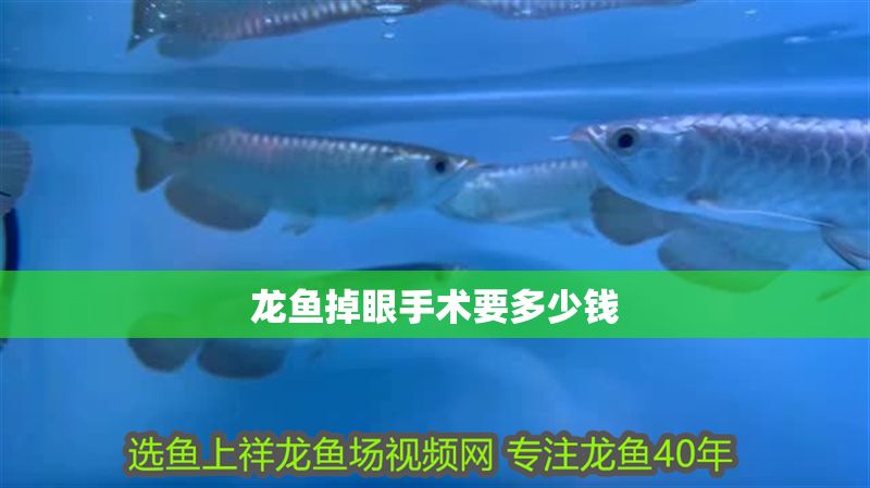 龍魚掉眼手術要多少錢