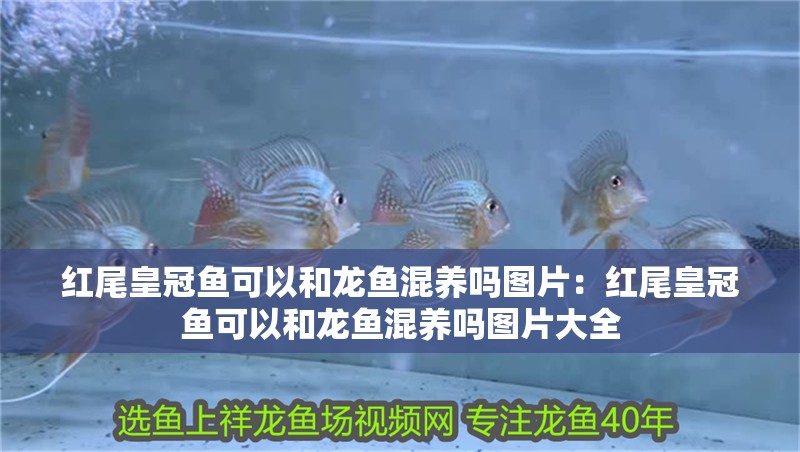 紅尾皇冠魚可以和龍魚混養嗎圖片：紅尾皇冠魚可以和龍魚混養嗎圖片大全