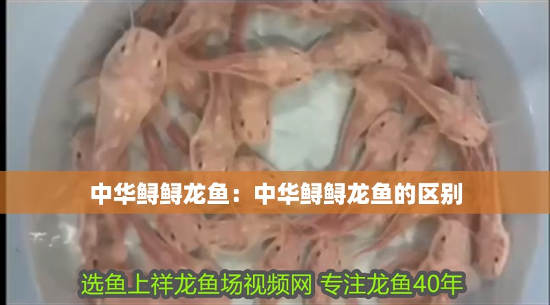 西塞山區(qū)新星水族店（西塞山區(qū)新星水族店電話）