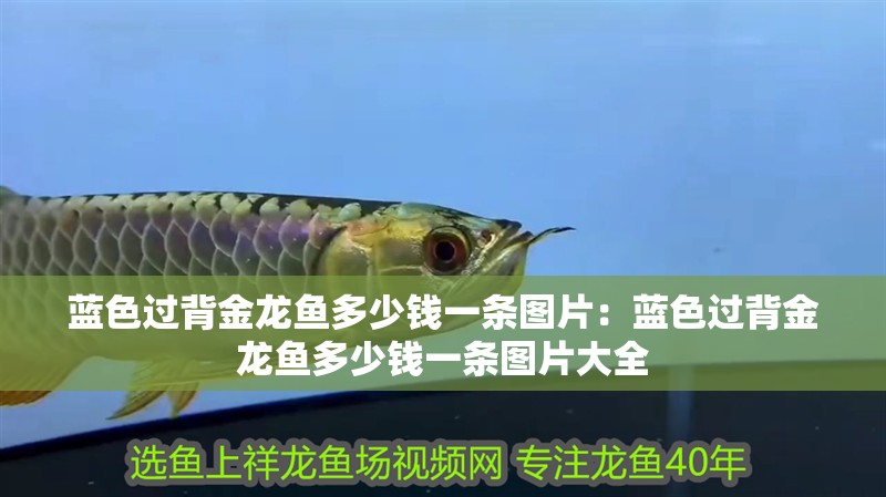 藍色過背金龍魚多少錢一條圖片：藍色過背金龍魚多少錢一條圖片大全