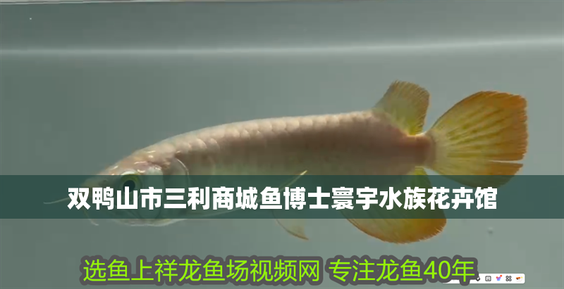 雙鴨山市三利商城魚博士寰宇水族花卉館 雙鴨山市三利商城魚博士寰宇水族花卉館 全國水族館企業(yè)名錄 第1張