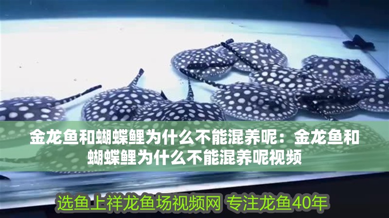 金龍魚和蝴蝶鯉為什么不能混養(yǎng)呢：金龍魚和蝴蝶鯉為什么不能混養(yǎng)呢視頻