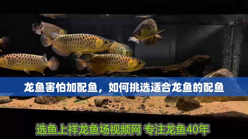 龍魚害怕加配魚，如何挑選適合龍魚的配魚 龍魚害怕加配魚，如何挑選適合龍魚的配魚 虎魚百科 第1張