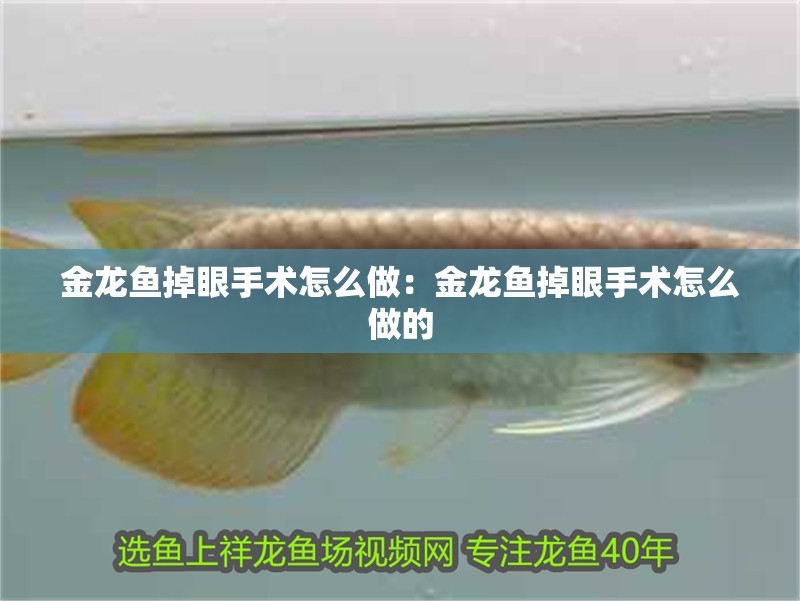 金龍魚掉眼手術怎么做：金龍魚掉眼手術怎么做的