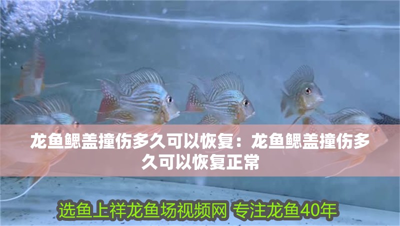 龍魚鰓蓋撞傷多久可以恢復：龍魚鰓蓋撞傷多久可以恢復正常