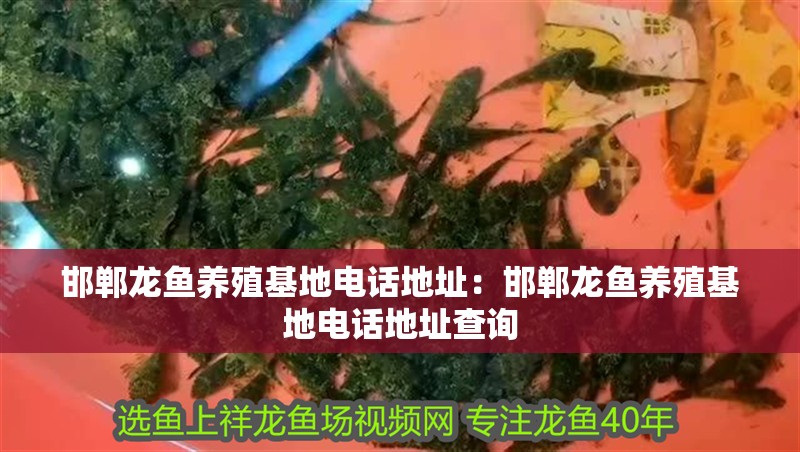 邯鄲龍魚養殖基地電話地址：邯鄲龍魚養殖基地電話地址查詢