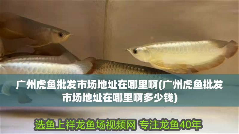 廣州虎魚批發市場地址在哪里啊(廣州虎魚批發市場地址在哪里啊多少錢)