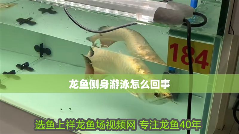 龍魚側(cè)身游泳怎么回事
