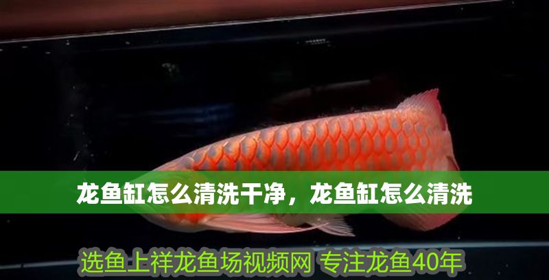 龍魚缸怎么清洗干凈，龍魚缸怎么清洗