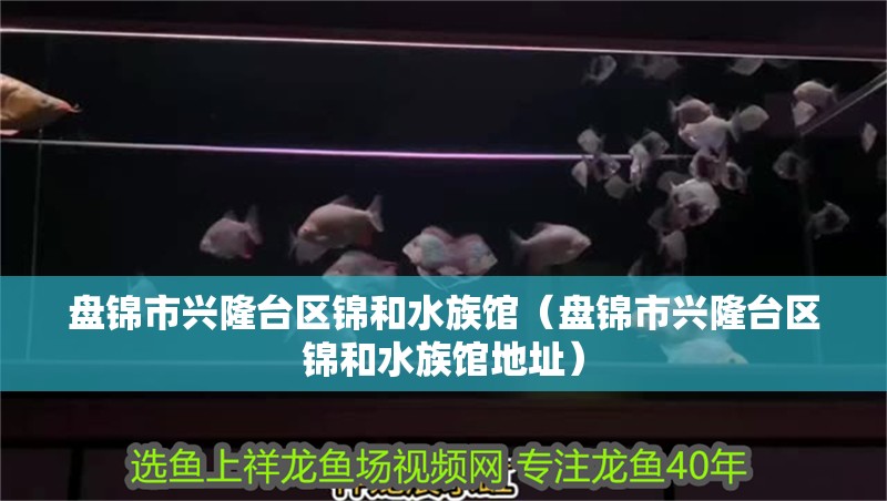 盤錦市興隆臺區錦和水族館（盤錦市興隆臺區錦和水族館地址）