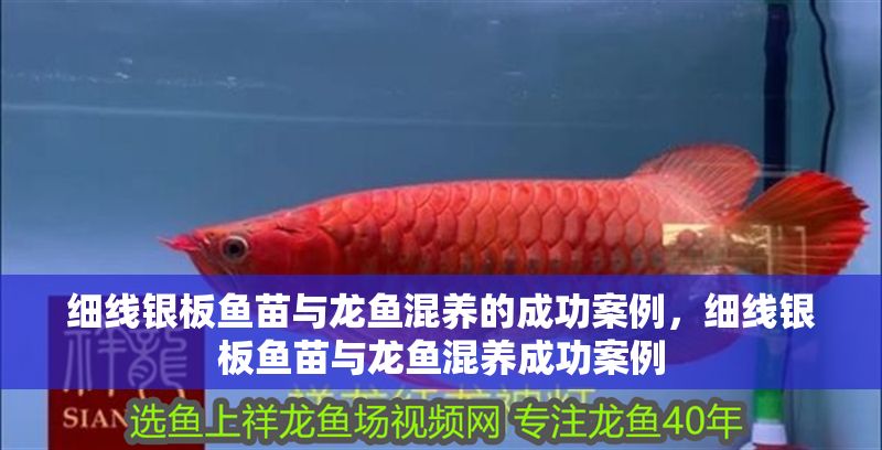 細(xì)線銀板魚苗與龍魚混養(yǎng)的成功案例，細(xì)線銀板魚苗與龍魚混養(yǎng)成功案例