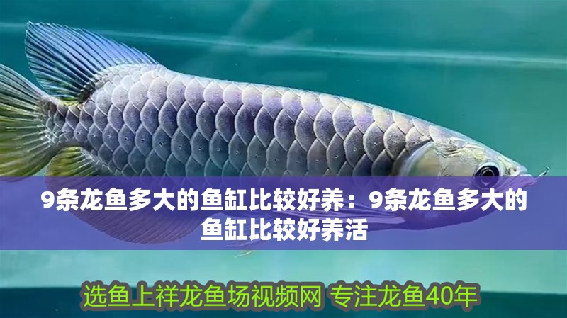 9條龍魚多大的魚缸比較好養：9條龍魚多大的魚缸比較好養活