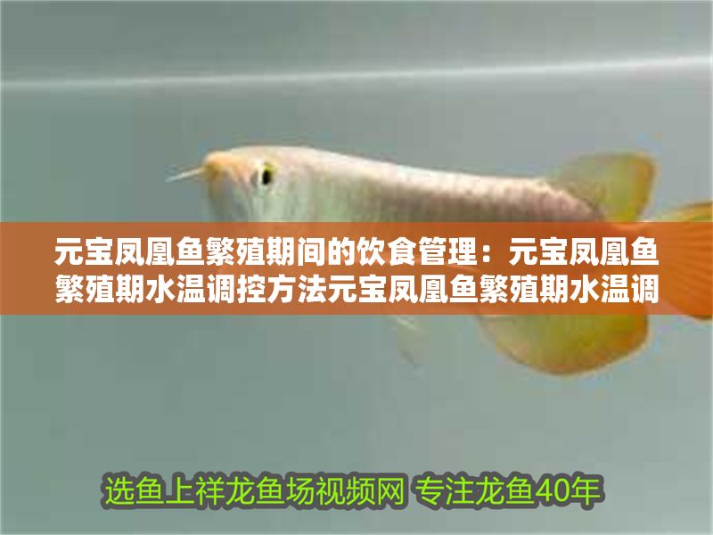 元寶鳳凰魚繁殖期間的飲食管理：元寶鳳凰魚繁殖期水溫調控方法元寶鳳凰魚繁殖期水溫調控方法