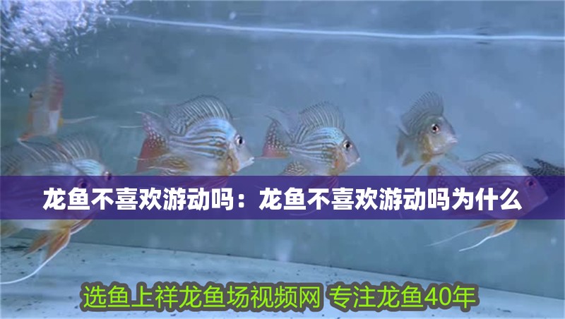 龍魚不喜歡游動嗎：龍魚不喜歡游動嗎為什么
