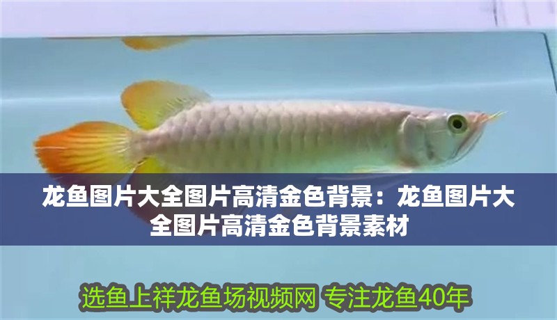 龍魚圖片大全圖片高清金色背景：龍魚圖片大全圖片高清金色背景素材