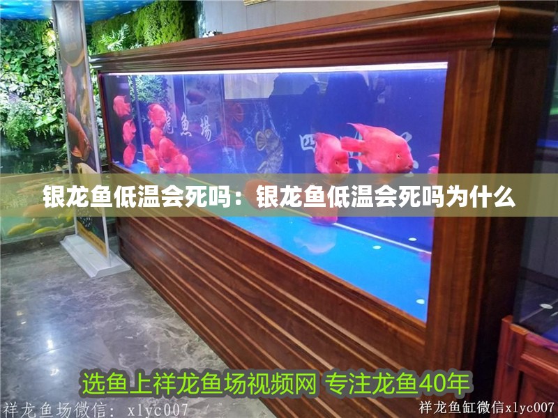 銀龍魚低溫會死嗎：銀龍魚低溫會死嗎為什么